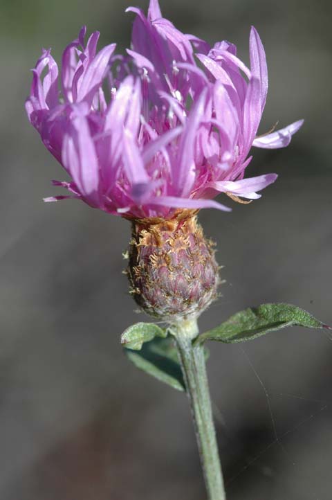 Centaurea nigrescens